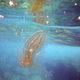 Ctenóforo en el Mediterráneo. Wikimedia Commons